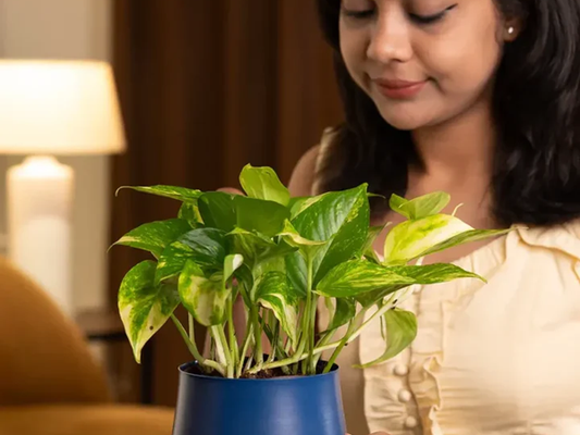 A green desk buddy for your employees!