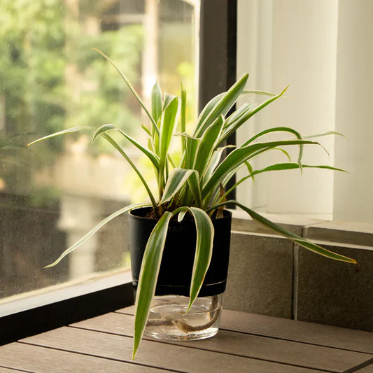 Spider Plant