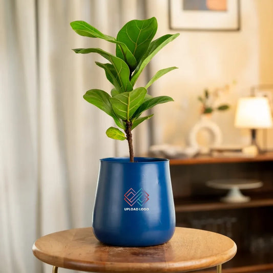 Fiddle Fig Plant with Aura Planter