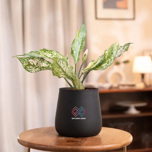 Aglaonema Snow White Plant