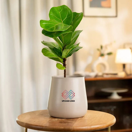 Fiddle Fig Plant with Aura Planter