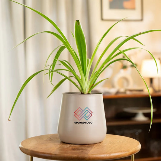 Spider Plant