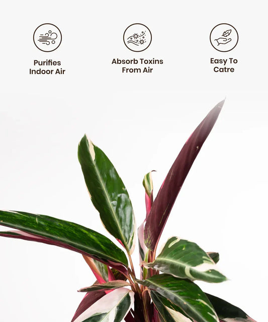 Calathea Triostar Plant