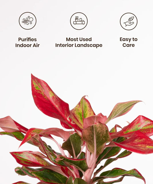 Aglaonema Lipstick Plant