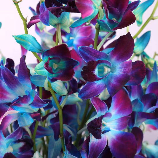 Mesmerising Blue Orchids Vase