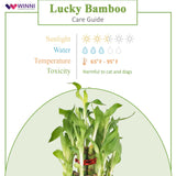 Womens Day Special Lucky Bamboo Plant