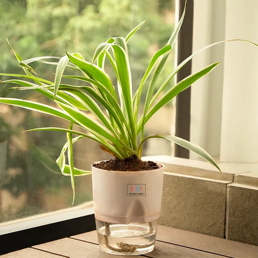 Spider Plant